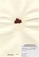 藏品(縱胞藻)的圖片